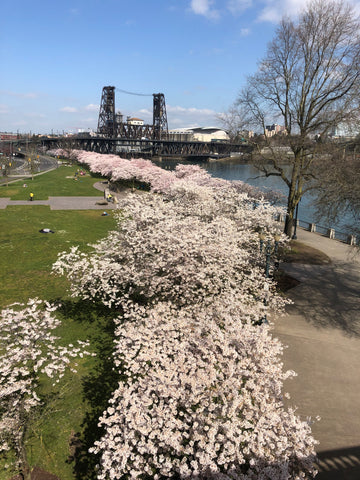 Cherry Blossoms Portland, Oregon